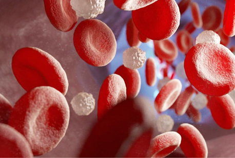 Il sangue